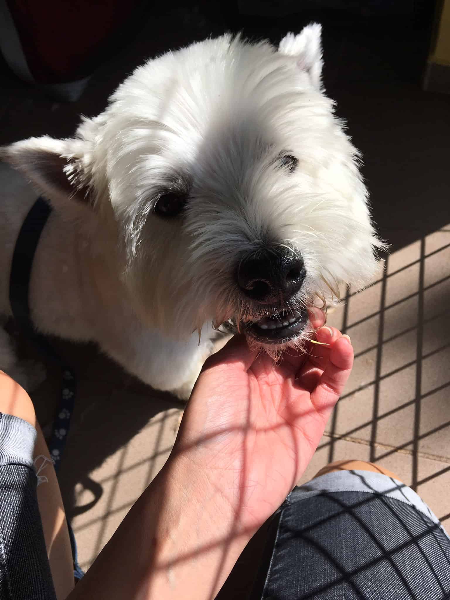 A kutyák értik mit és hogyan mondunk nekik