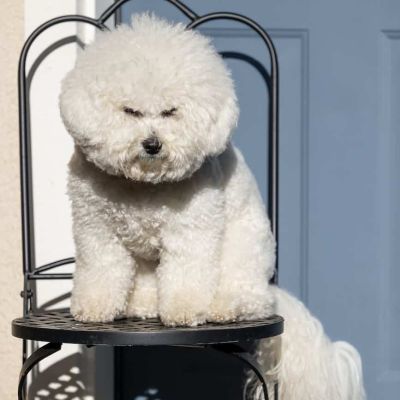 a bichon frise on a metal chair