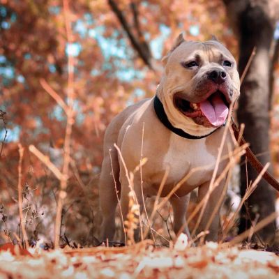 selective focus photo of pitbull
