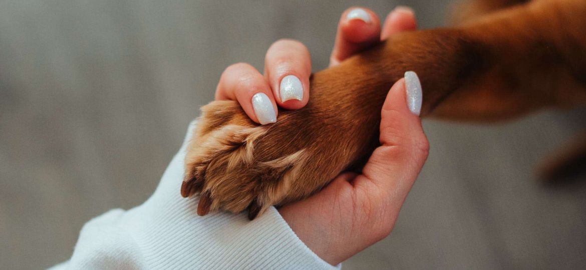 unrecognizable woman holding paw of dog