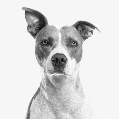 closeup photo of short coated white and gray dog