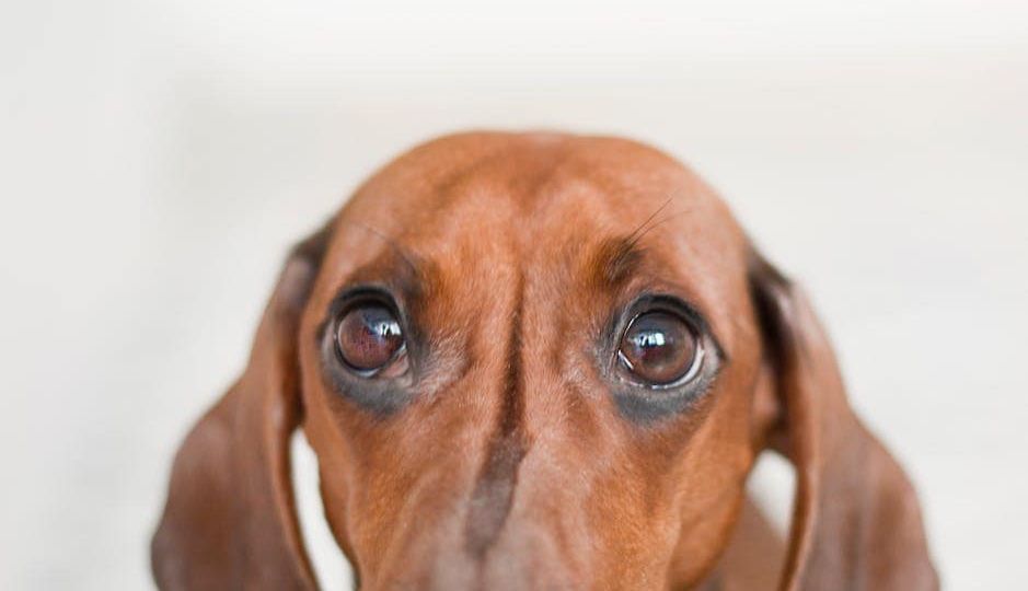 soft focus photo of dachshund