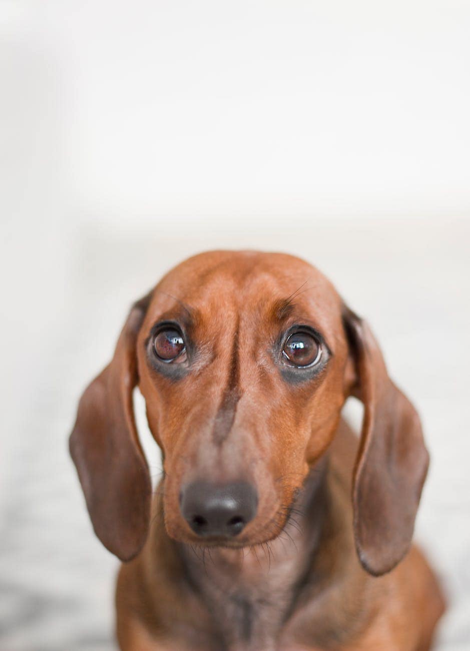 soft focus photo of dachshund