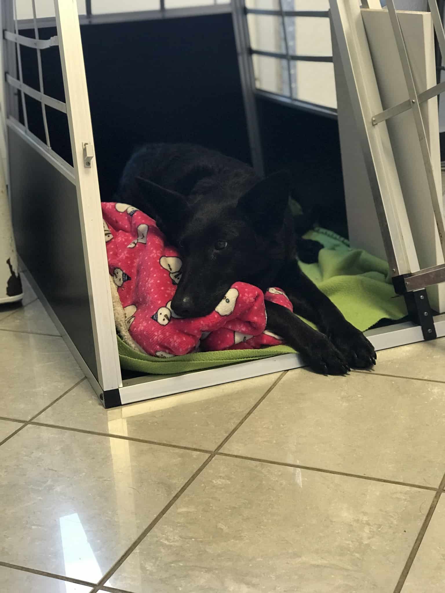 Miért jó, ha ketrechez szoktatjuk kutyusunkat?