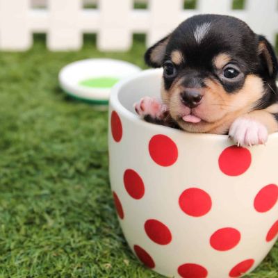 short coated black and brown puppy in white and red polka dot ceramic mug on green field