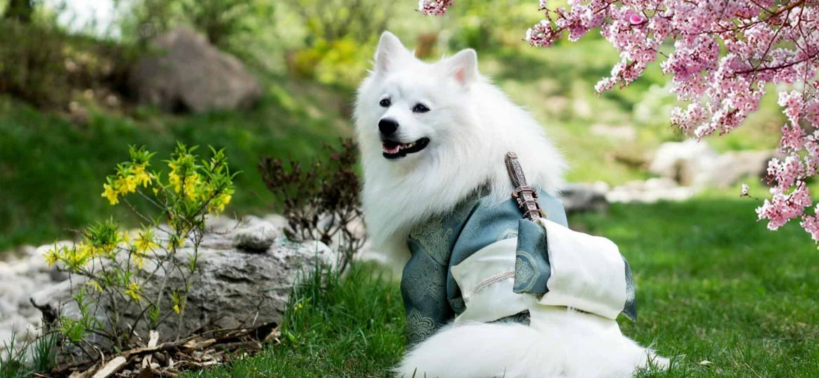 samoyed wearing kimono costume on park