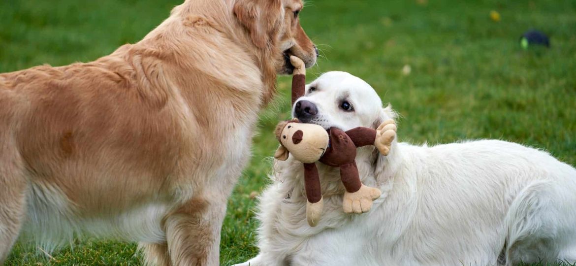 retriver dogs playing with plush monkey
