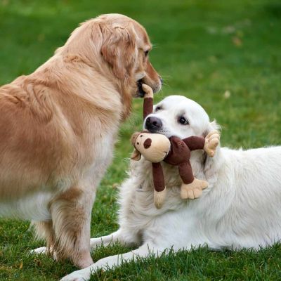 retriver dogs playing with plush monkey
