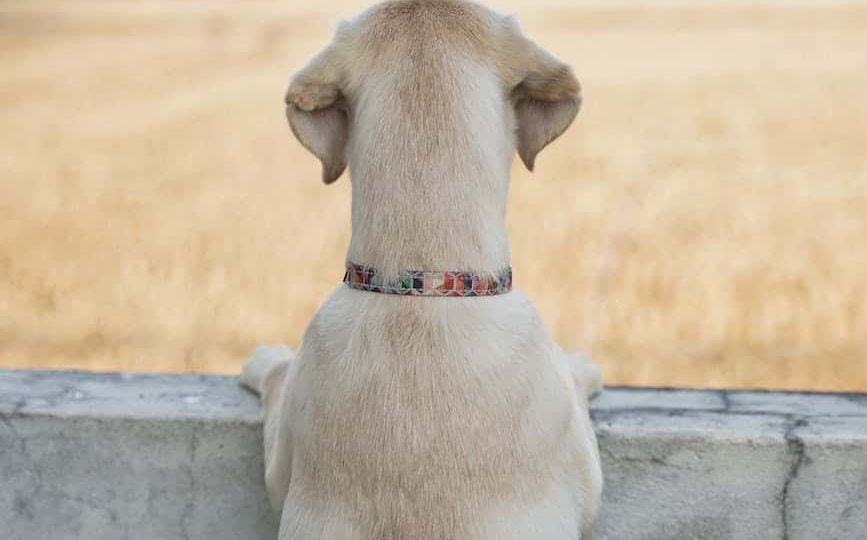 close up of dog by wall