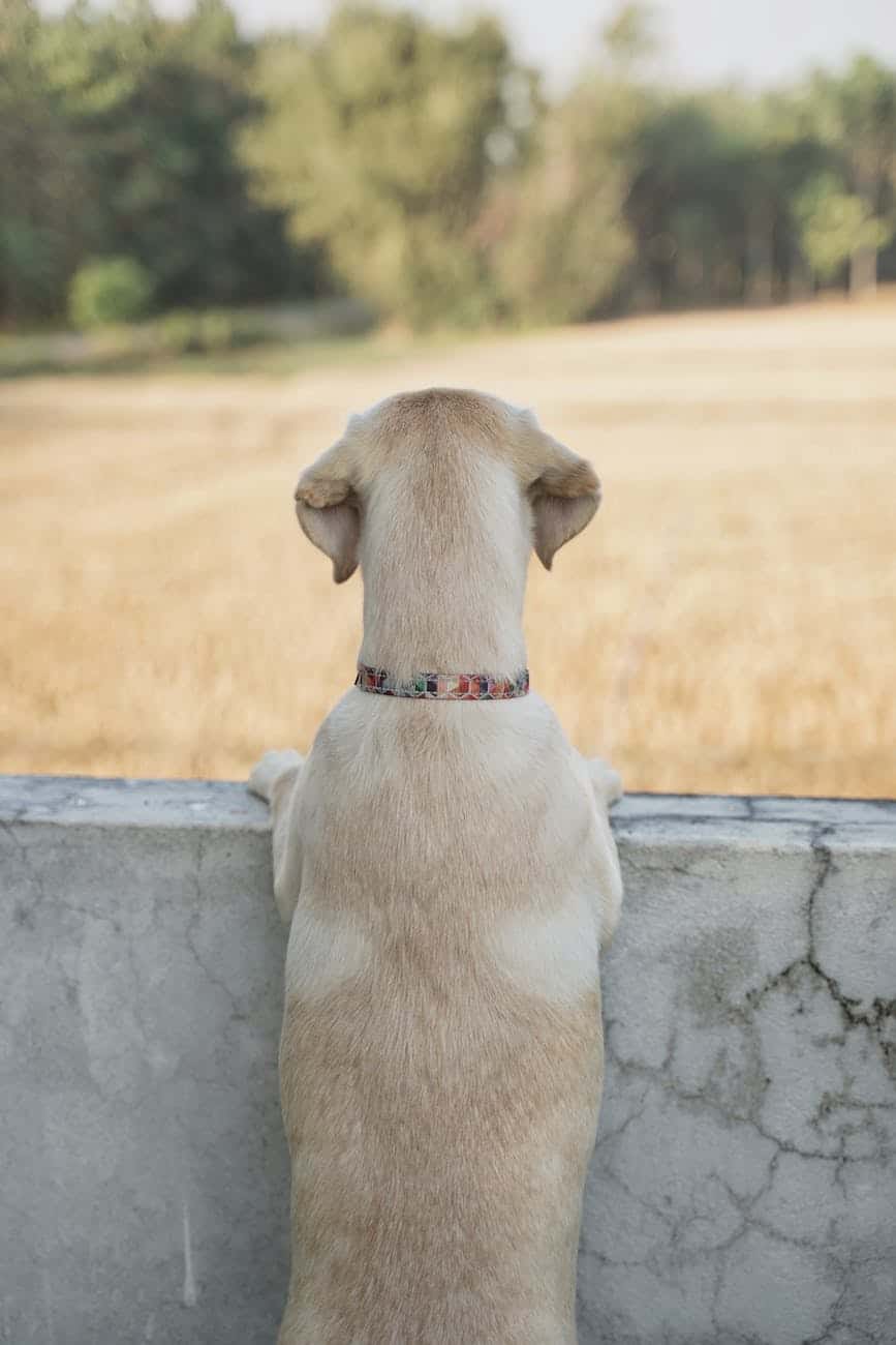Szeparáció szorongás kutyáknál – Labdával a szájban podcast 2. Rész