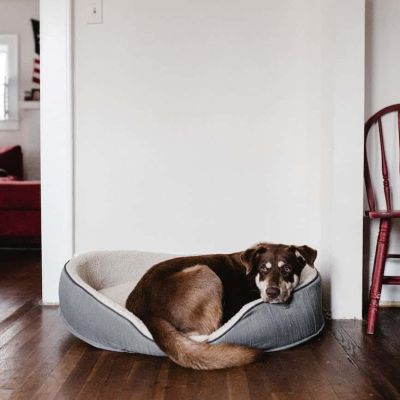 dog resting on pet bed