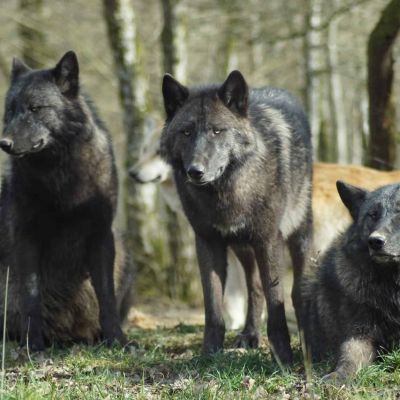 black wolf on green grass