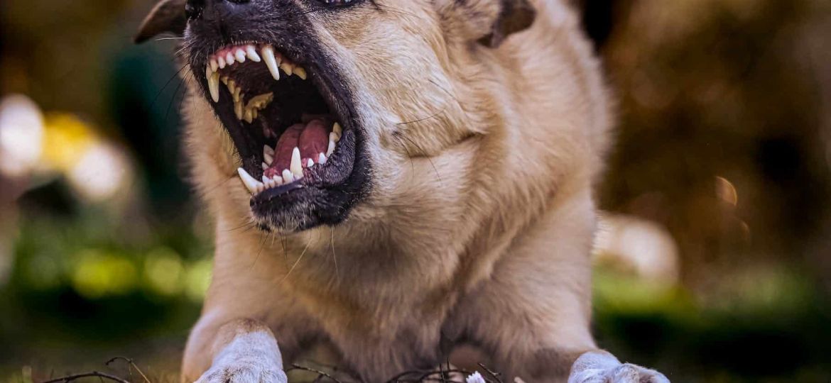 an aggressive dog with sharp teeth