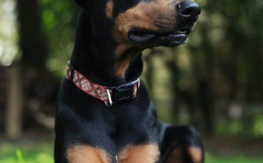 doberman pinscher prone lying on grass