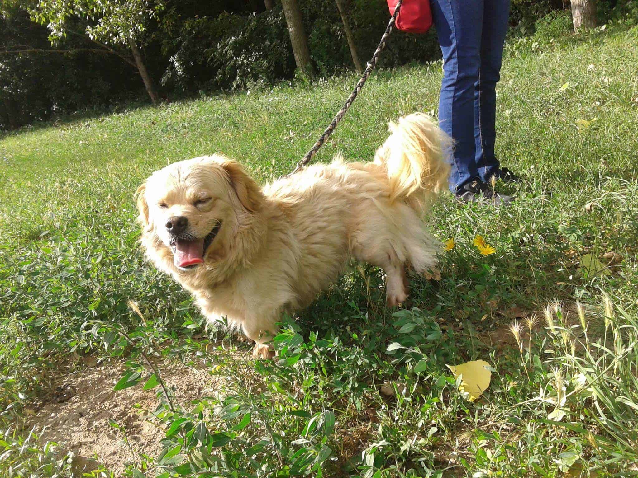 A mentett kutyusnak bizony akadhatnak lelki gondjai