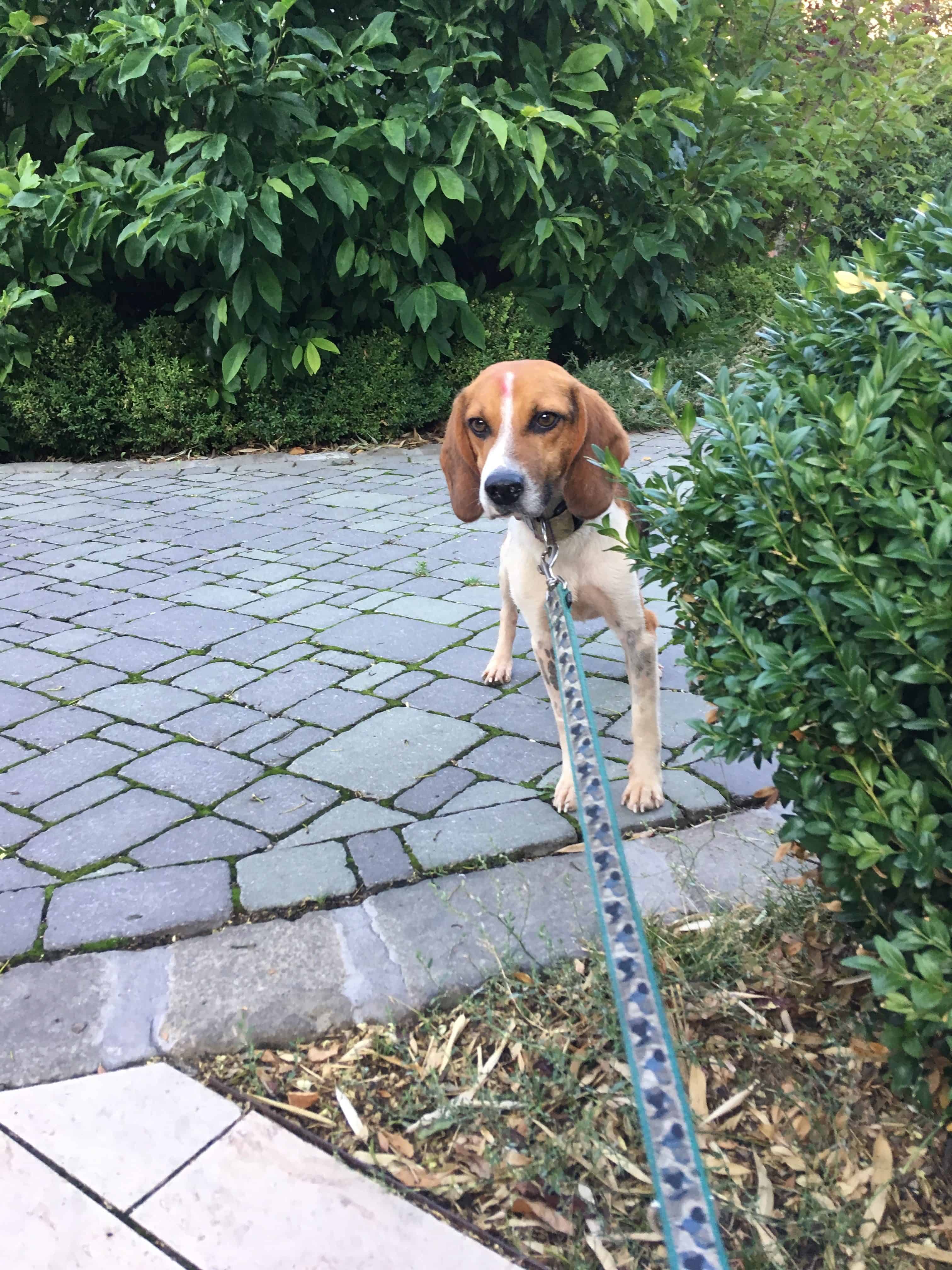 Miért is tartod a kutya orra elé a kezed?