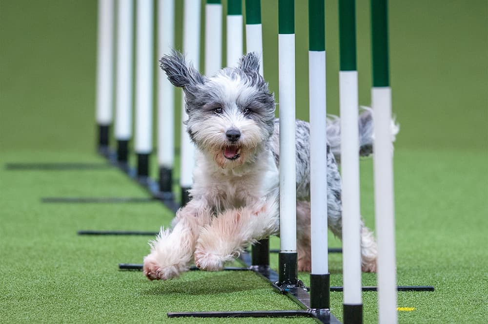 Labdával a szájban – Beszélgetések az agilityről