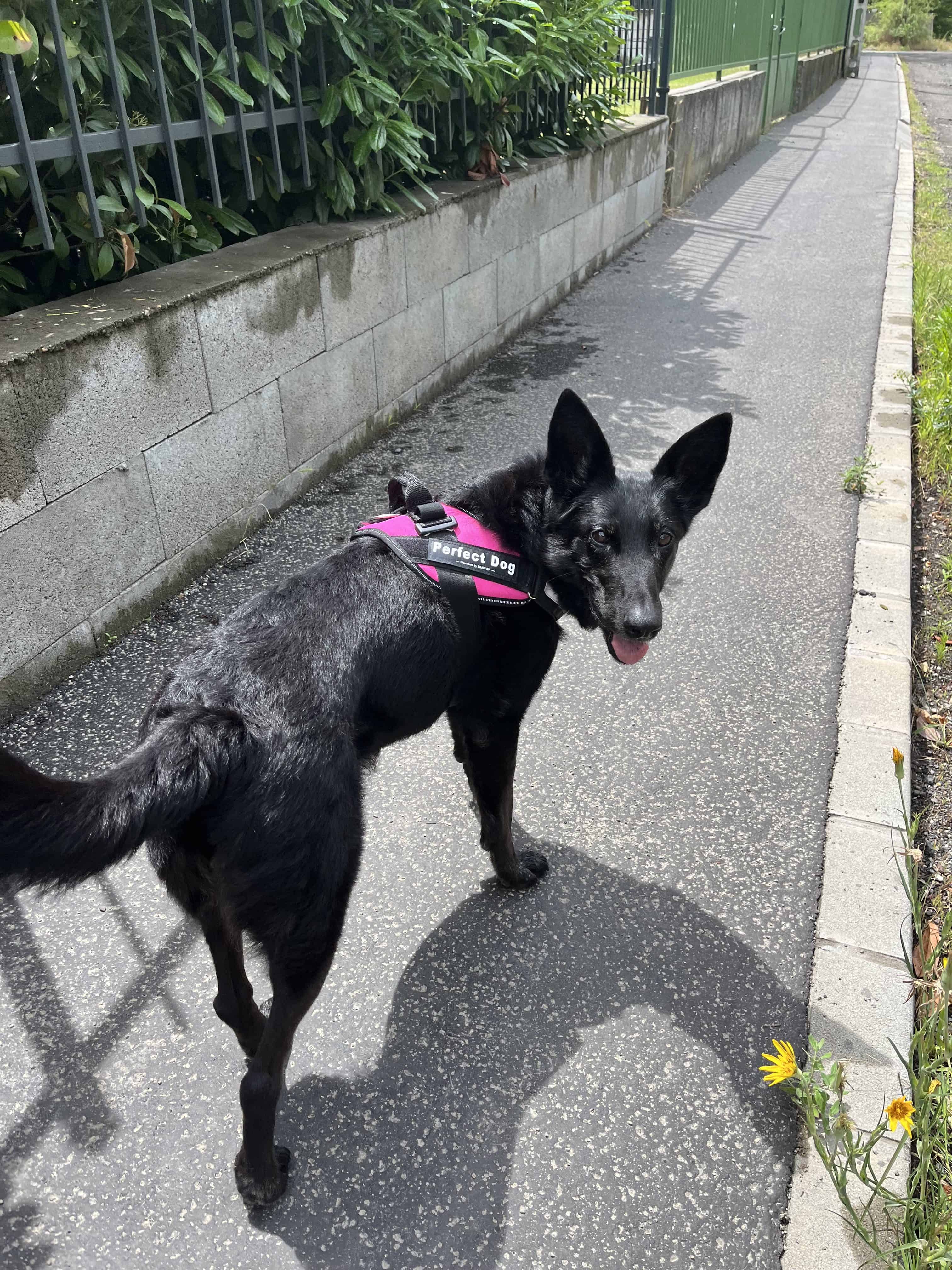 Leggyakoribb hibák a behívás megtanításakor