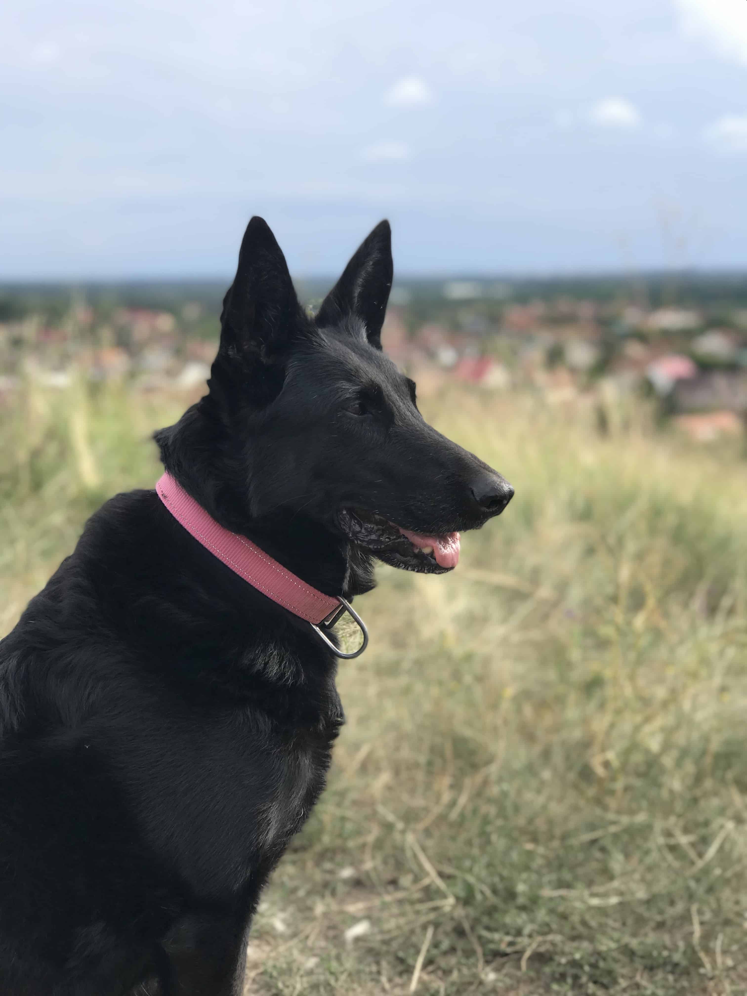 Trükkökkel a demencia ellen avagy idős kutya is tanulhat új dolgokat