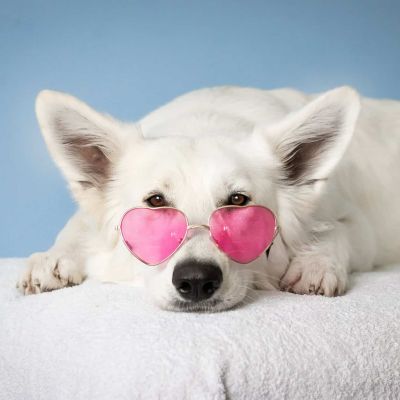 medium short coated white dog on white textile
