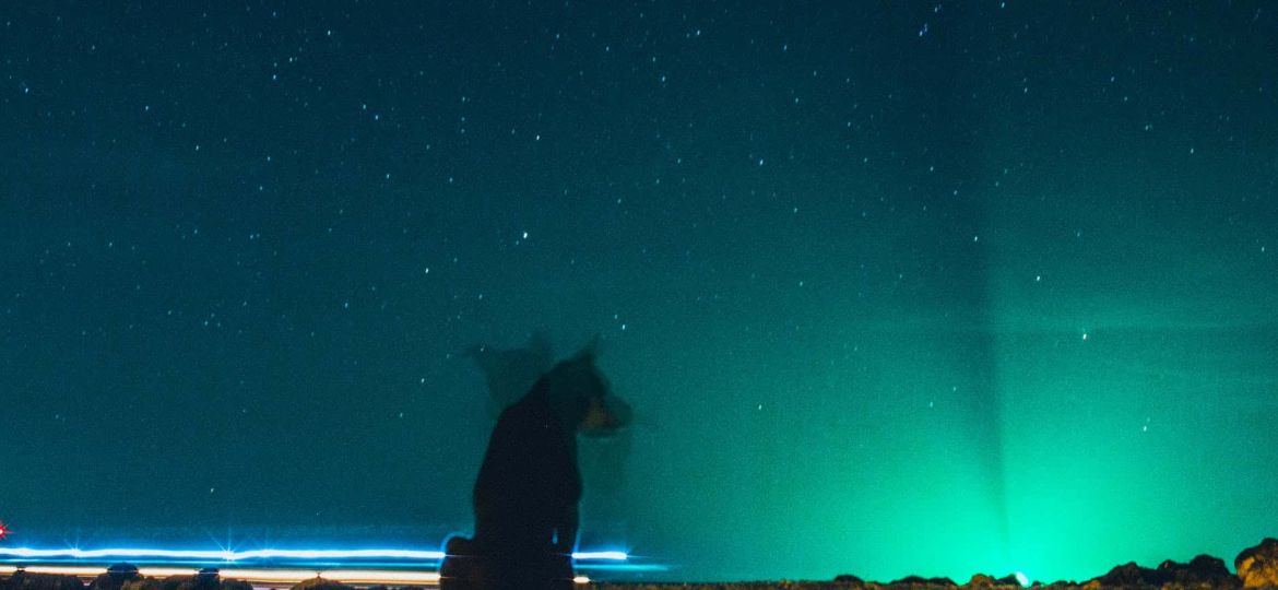 dog sitting on ground under blue starry sky