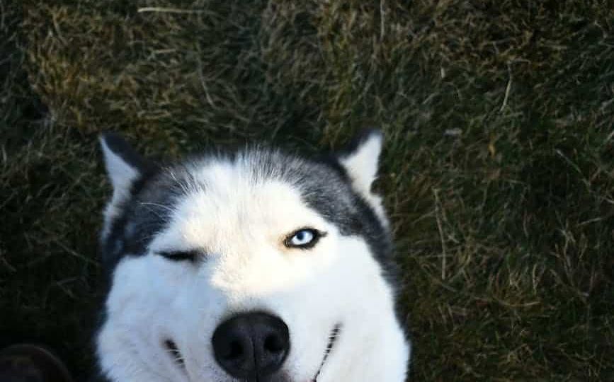 siberian husky doing a wink expression
