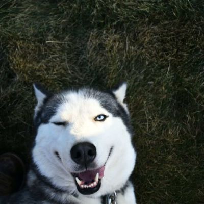 siberian husky doing a wink expression