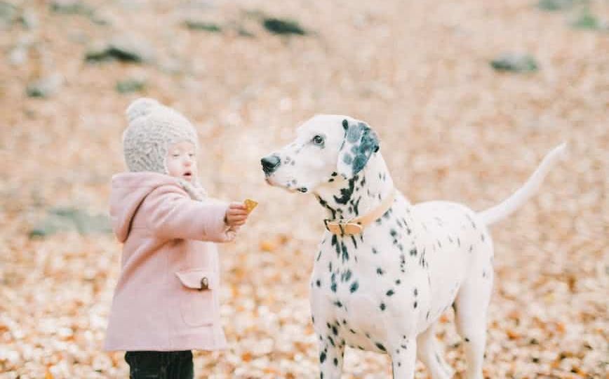 baby girl in pink jacket standing beside a dalmatian dog