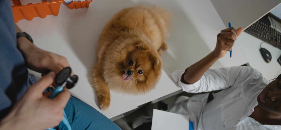 a pomeranian over the diagnostic table inside a clinic