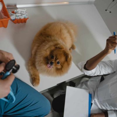 a pomeranian over the diagnostic table inside a clinic