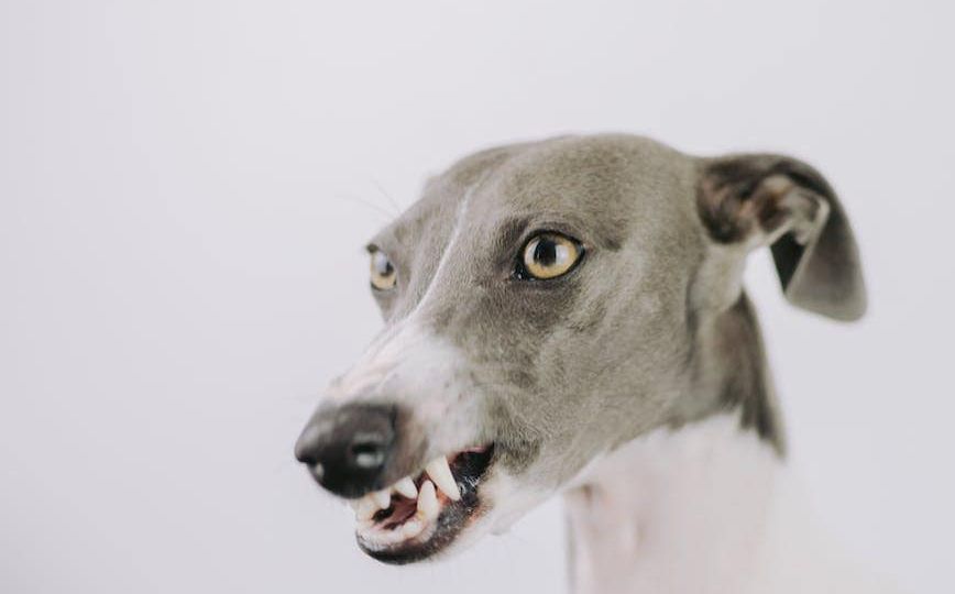 a snarling dog
