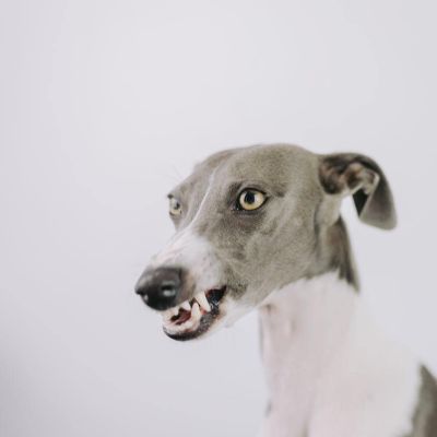a snarling dog
