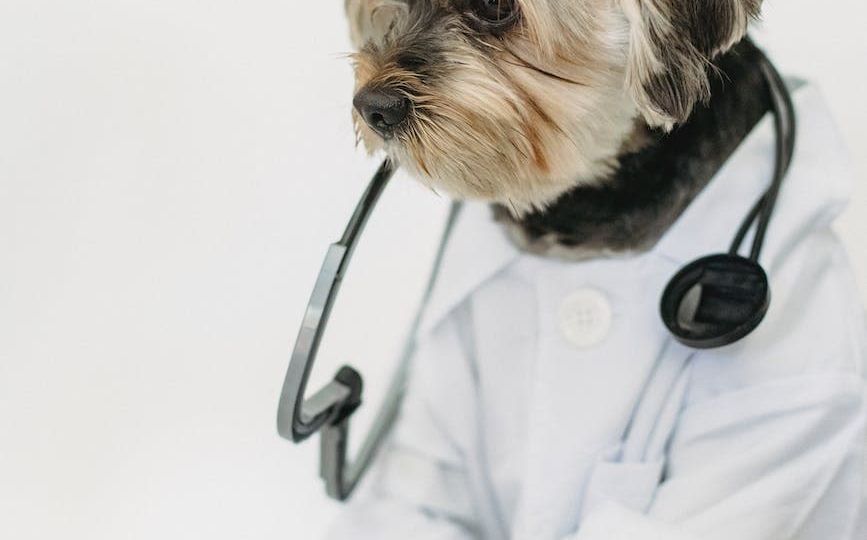 small dog in light studio wearing medical uniform