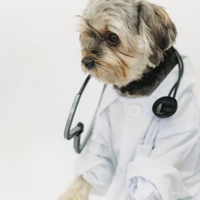 small dog in light studio wearing medical uniform