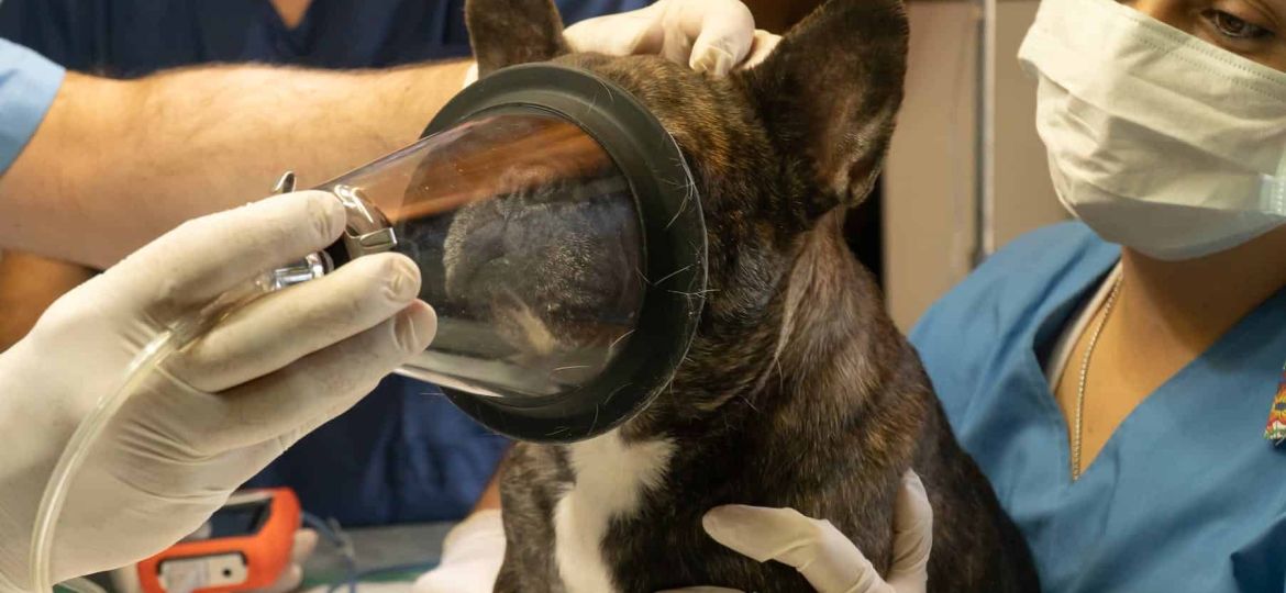 a dog at the vet