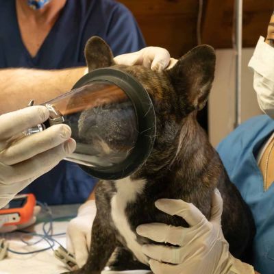 a dog at the vet