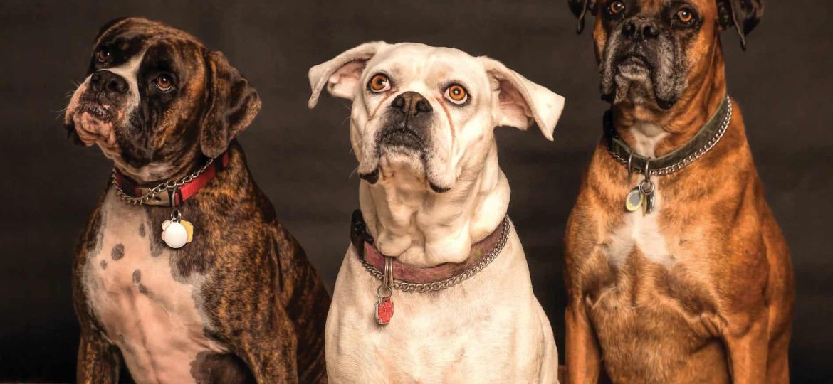 photography of three dogs looking up