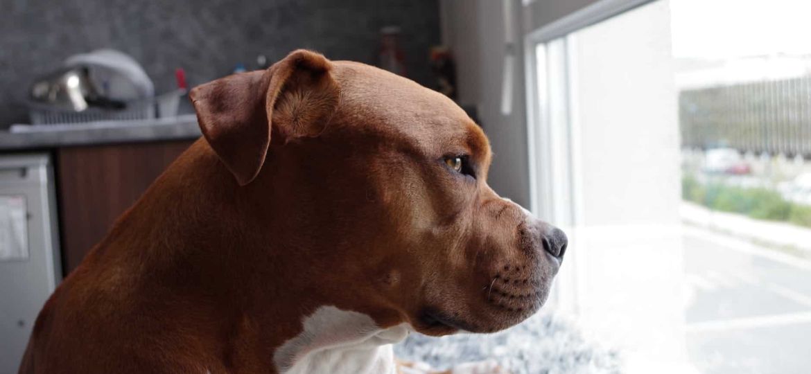 american pit bull terrier puppy on window pane close up photo