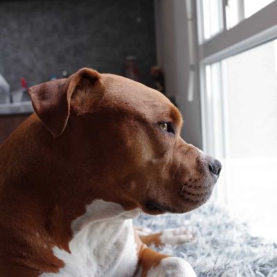 american pit bull terrier puppy on window pane close up photo