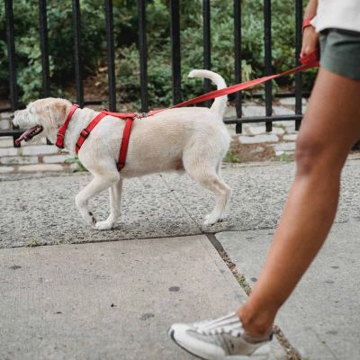 crop ethnic woman walking dog