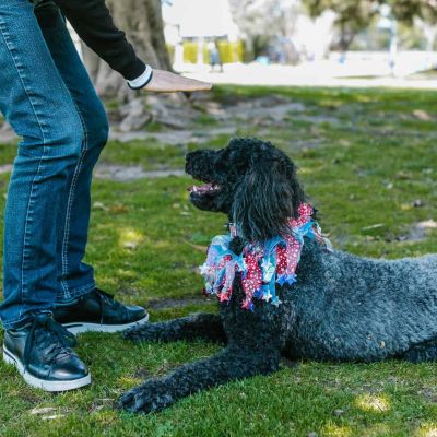 black poodle lying on grass