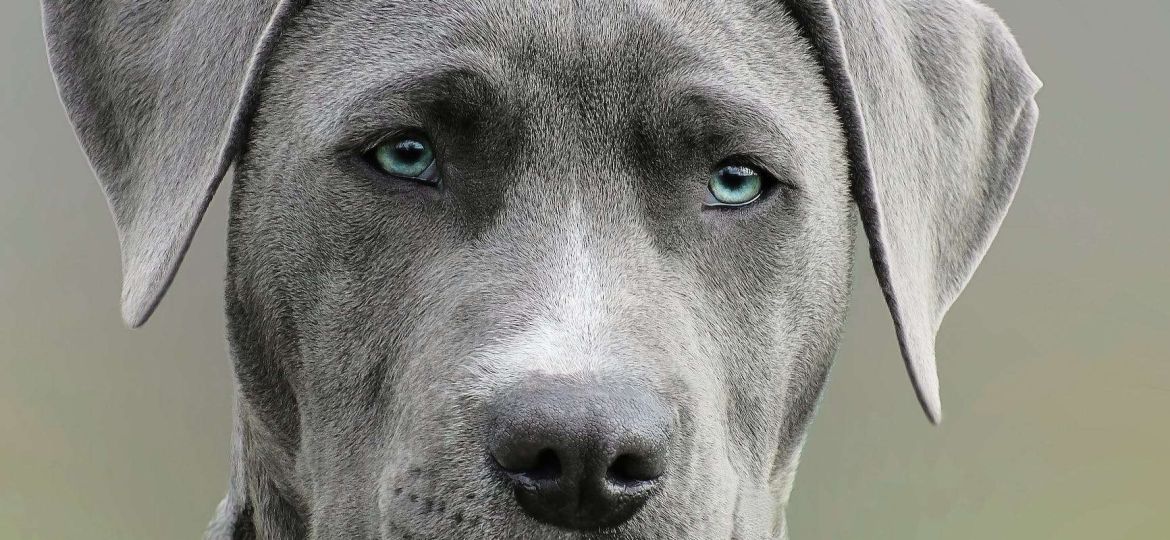 close up photography of adult black and white short coat dog