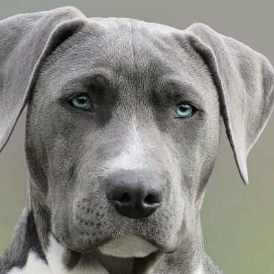 close up photography of adult black and white short coat dog
