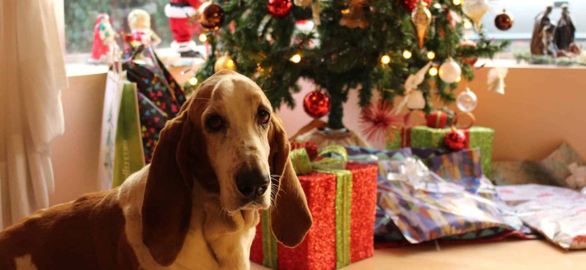 tan and white basset hound near the christmas tree