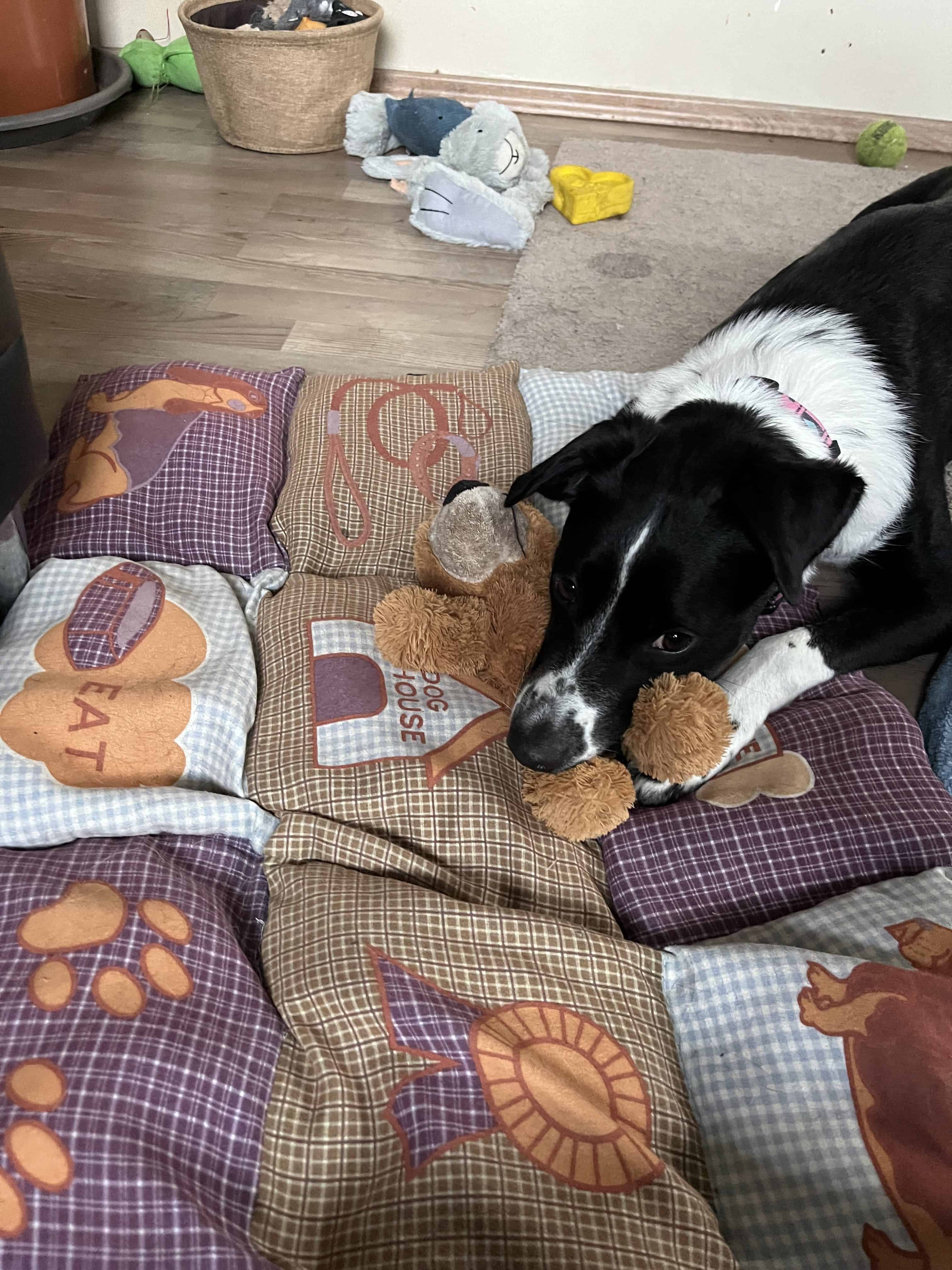 Autista kutyával az élet és a dog dancing