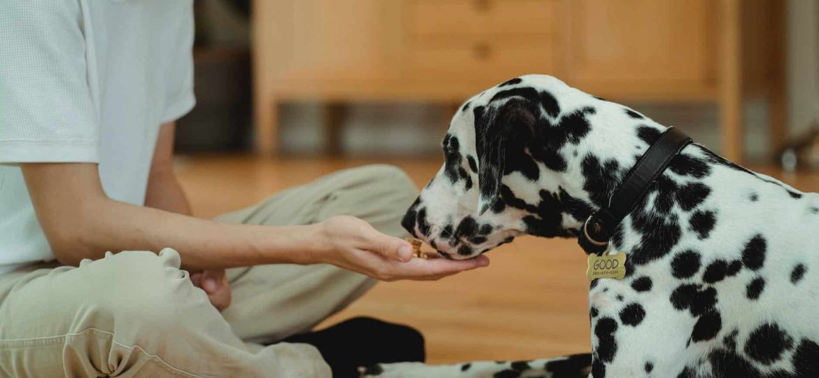 a person feeding a dog