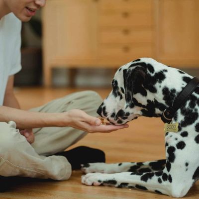 a person feeding a dog