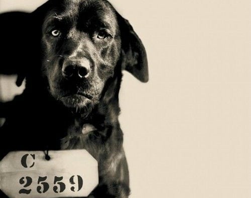 Életfogytiglani börtönbüntetést kapott egy kutya – Állati történelem