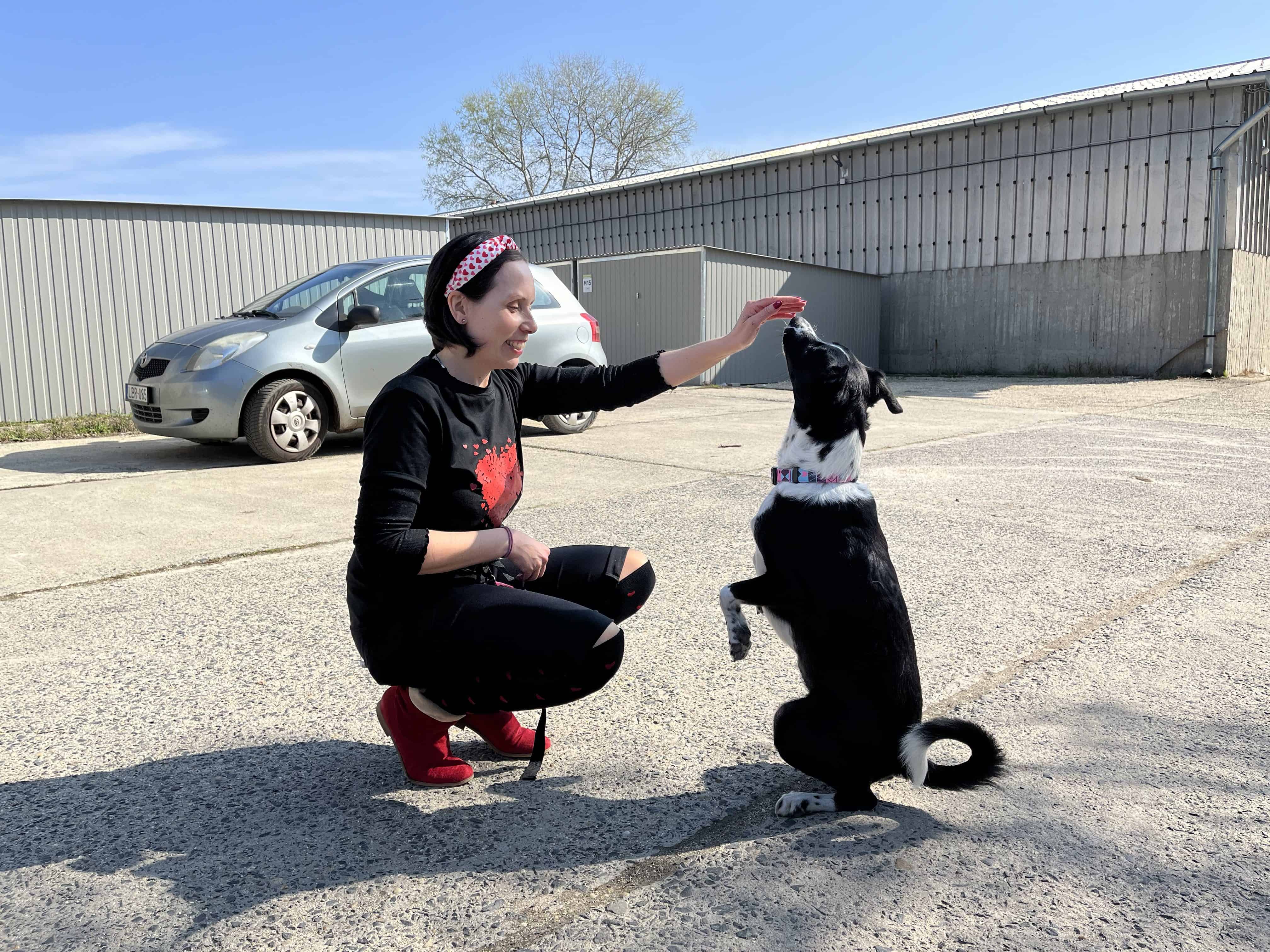 Dog Dancing a Labdával a szájban-ban (már megint)