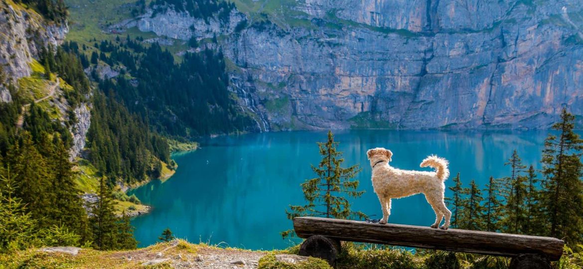 swan on lake against mountain